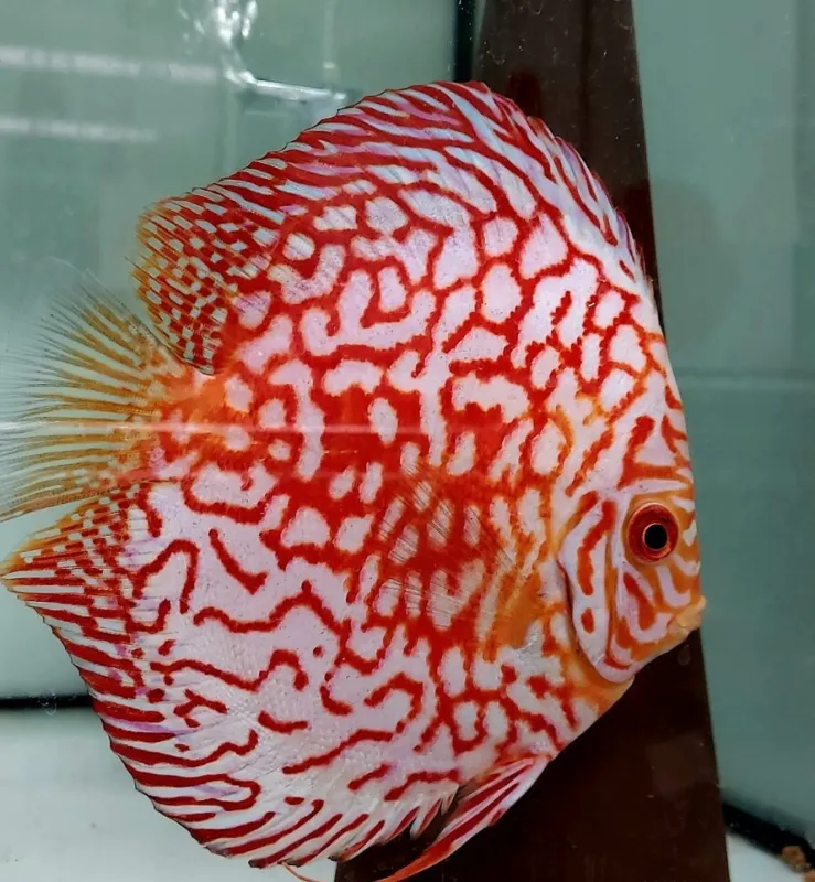 Discus - Terčovec