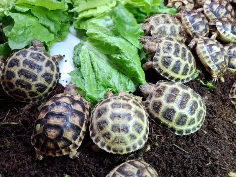 Suchozemská želva Vroubená a Stepní