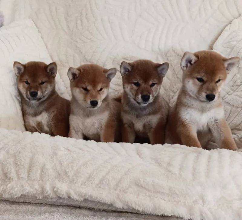 Shiba inu