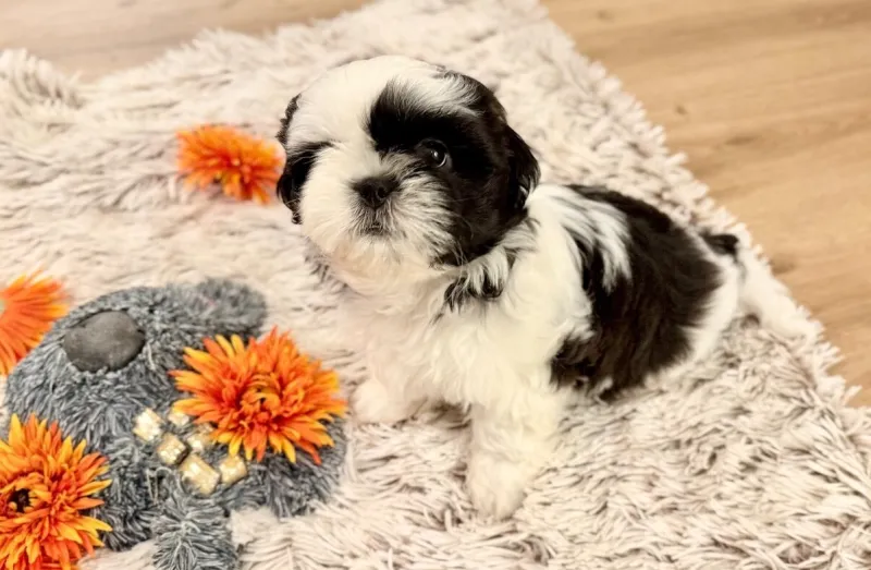 Shih-Tzu štěňatka