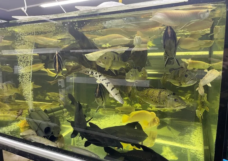 Prodam arowana - cichla- guramy