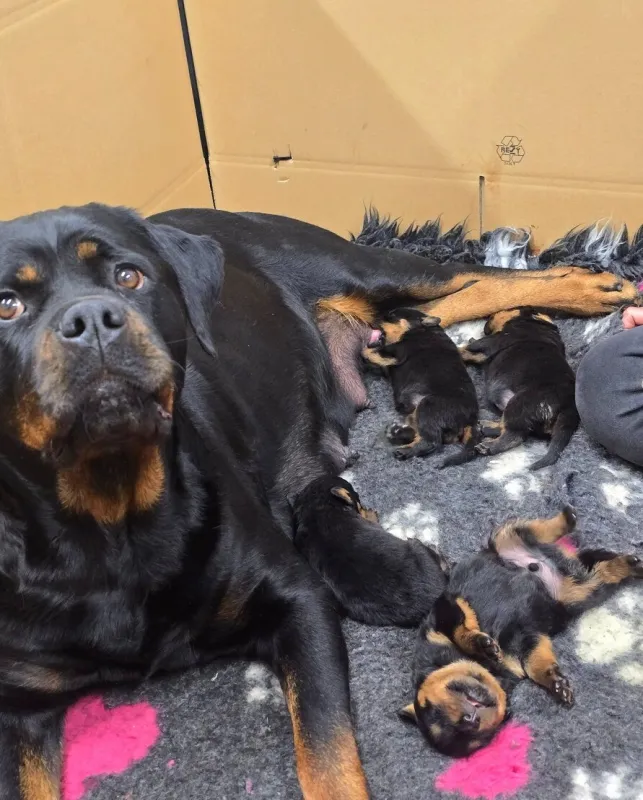 Prodám Rotvajler Štěňata Rottweiler s PP