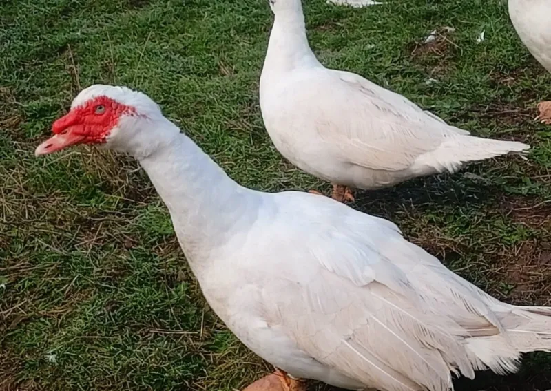 Prodám kačeny a kačery pižmové