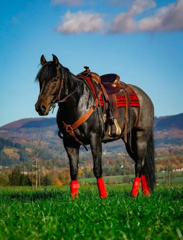 Quarter horse- připouštění (Bay roan)