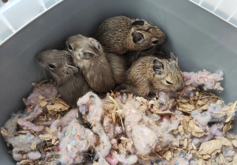 Osmák Degu s VP