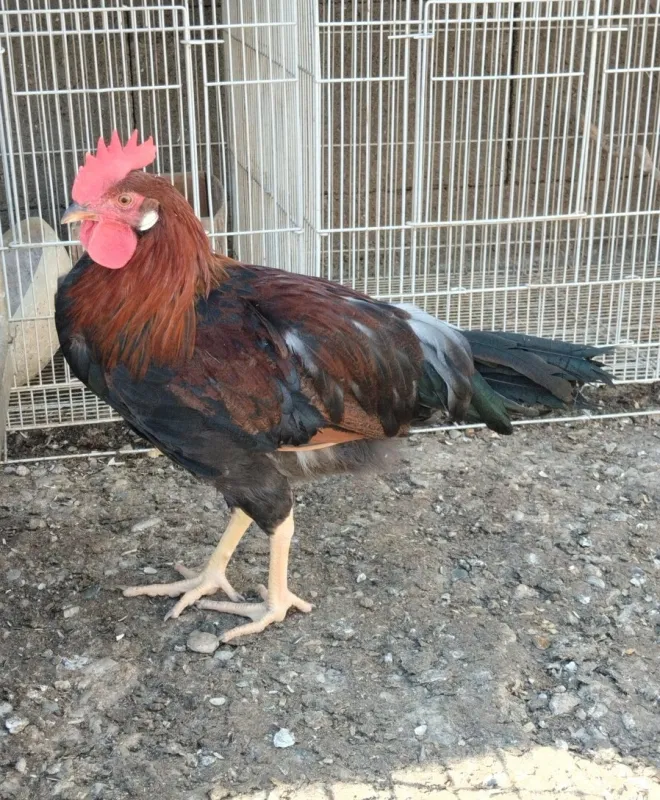 Kohouti Leghorn a Vlašky koroptví