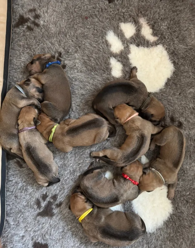 Rhodéský ridgeback - štěňátka s PP