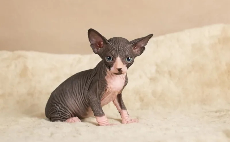 Registrovaná koťata Sphynx