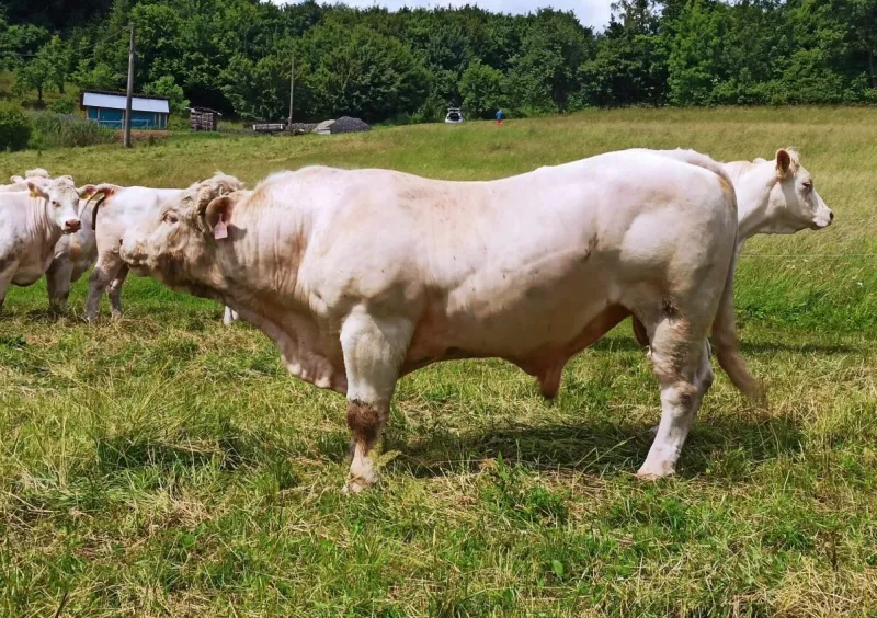 Prověřený 4-letý plemenný býk CHAROLAIS
