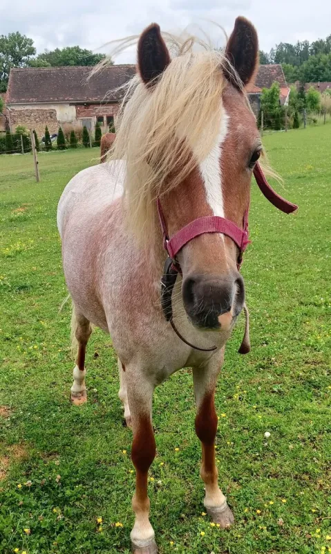 Hříbě welsh part bred s PP