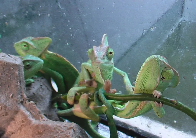 Chameleón jemenský