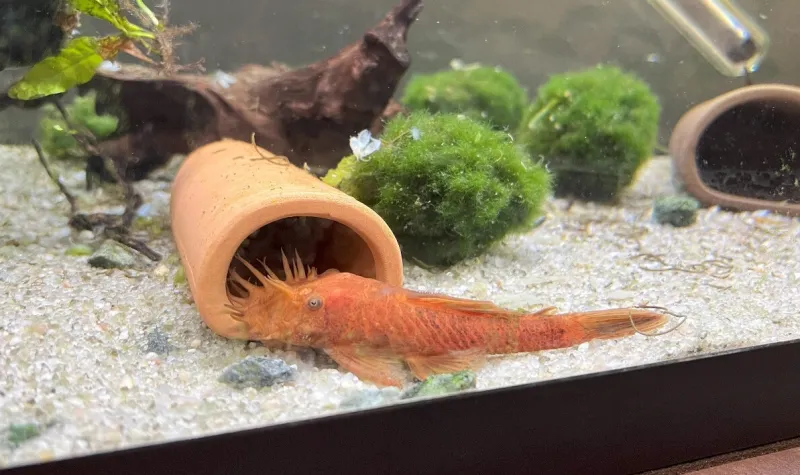 Ancistrus sp. super red