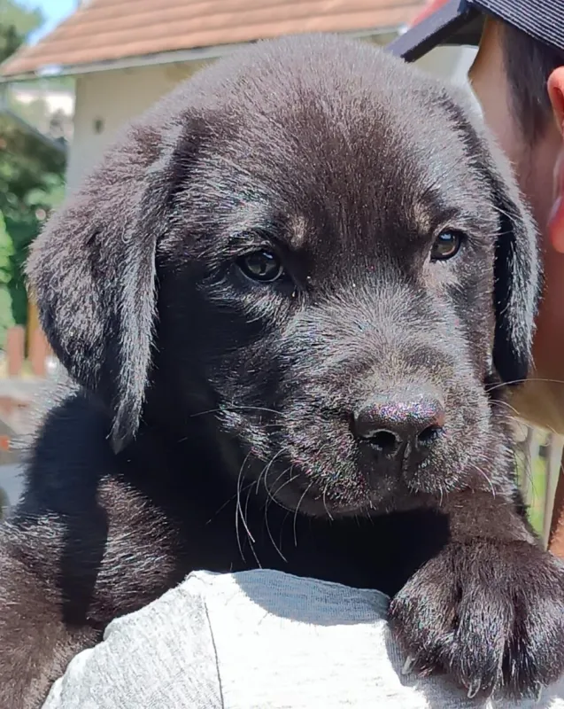 Labradorský retriever s PP