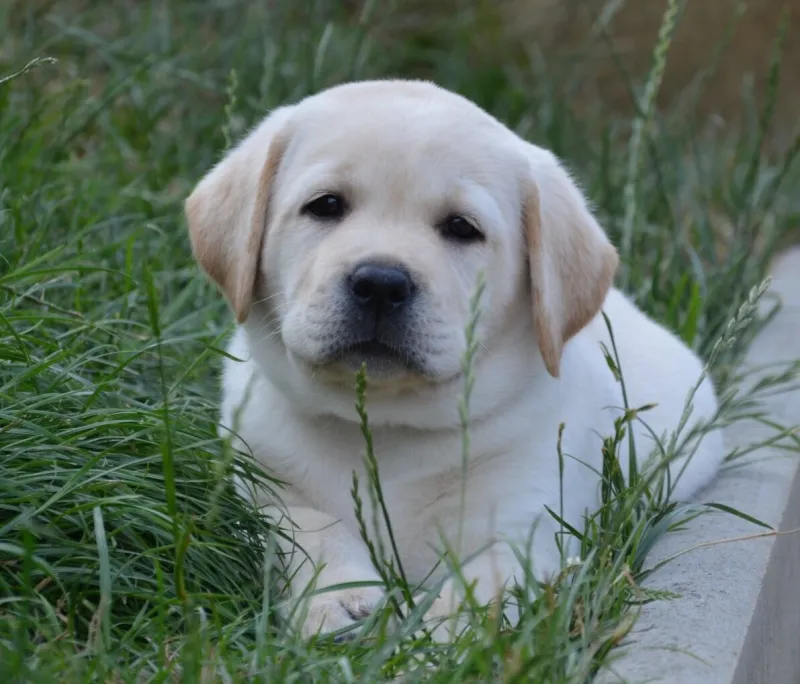 Žlutý pejsek labrador retriever s PP