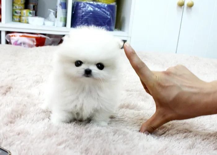 Pomeranian bez Pp