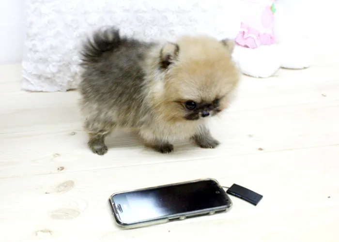 Pomeranian bez Pp