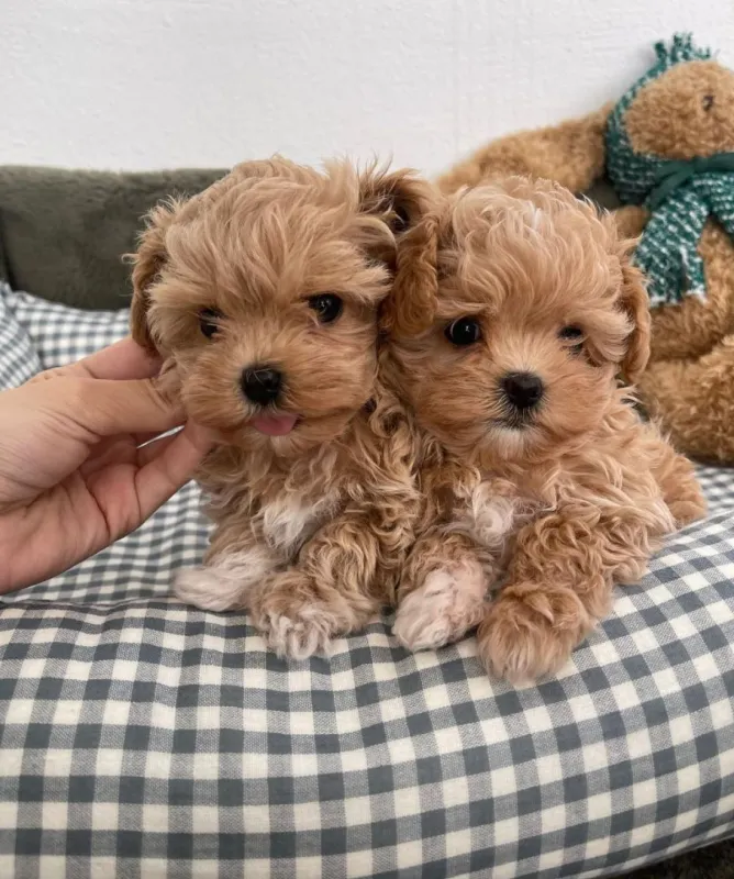 Maltipoo štěňátka