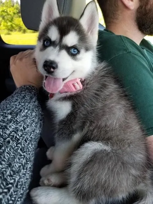 Štěňátka sibiřský husky
