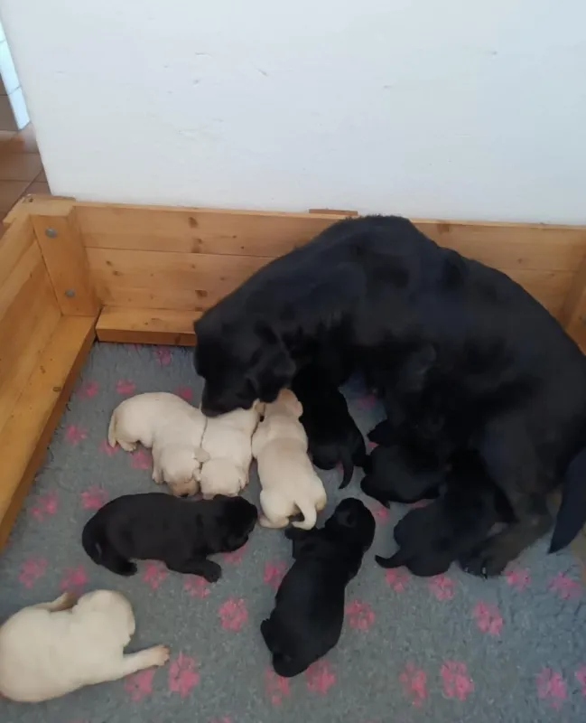 Labradorský retriever s PP