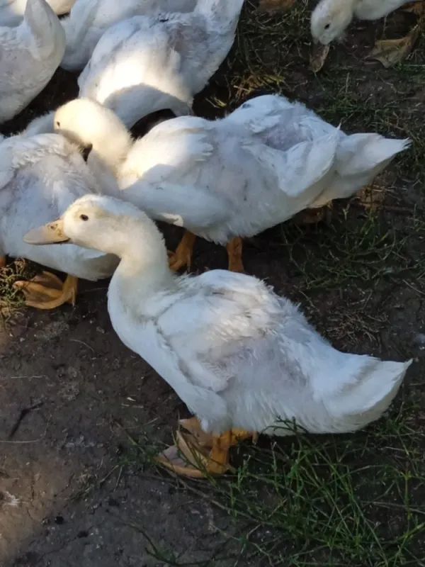Kachna pekingská