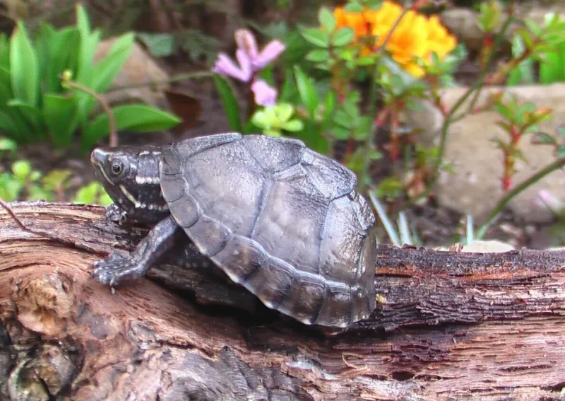 Klapavka obecná (Sternotherus odoratus