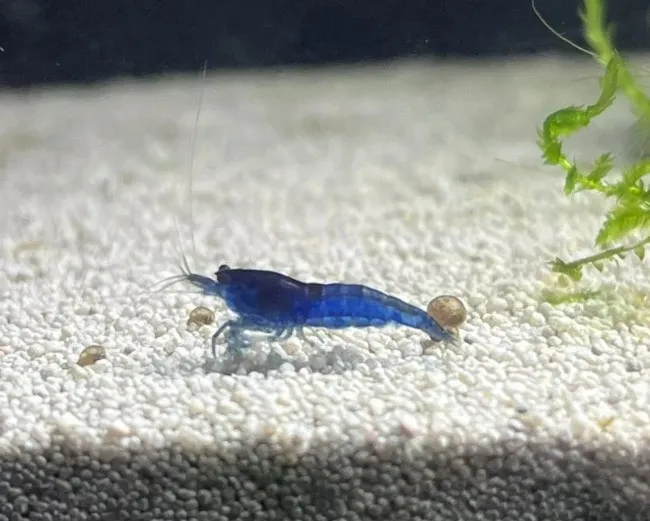 Modré krevetky Neocaridina Blue Dream