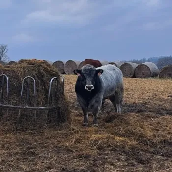 Plemenní býci gasconne