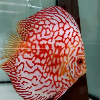Discus - Terčovec