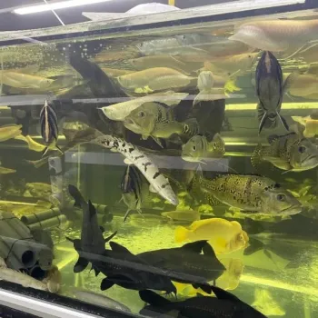 Prodam arowana - cichla- guramy