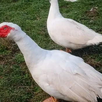 Prodám kačeny a kačery pižmové