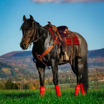 Quarter horse- připouštění (Bay roan)