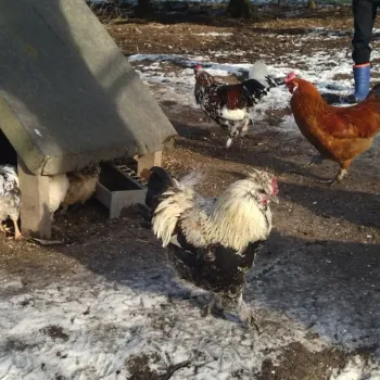 Mladí kohoutci - pouze na chov