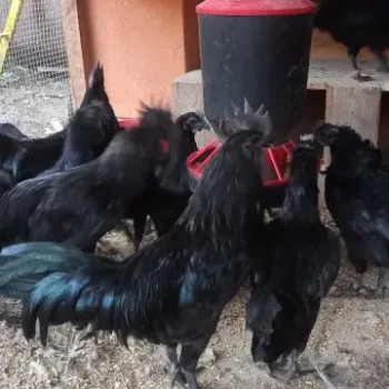 Ayam cemani - násadová vejce