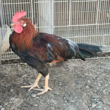 Kohouti Leghorn a Vlašky koroptví