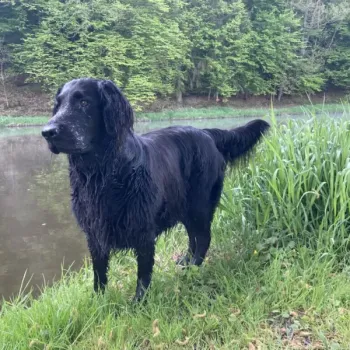 Štěňata flat coated retriever bez pp