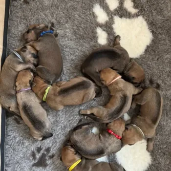 Rhodéský ridgeback - štěňátka s PP