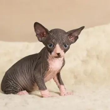 Registrovaná koťata Sphynx
