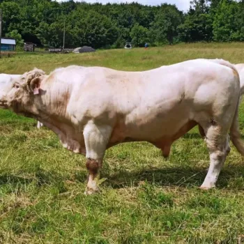 Prověřený 4-letý plemenný býk CHAROLAIS