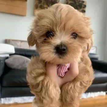 Krásná štěňátka pejska a fenky Maltipoo.