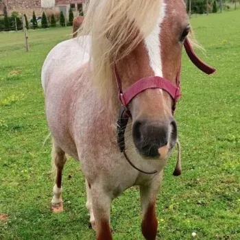 Hříbě welsh part bred s PP
