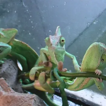 Chameleón jemenský