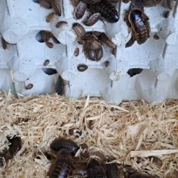 Šváb Argentinský (Blaptica dubia)