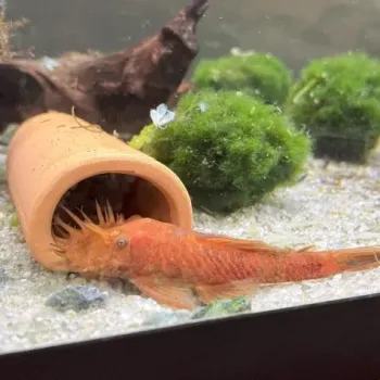 Ancistrus sp. super red