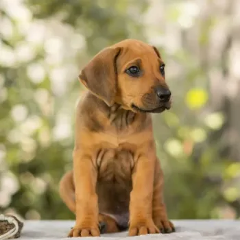 Rhodéský ridgeback - štěňátka s PP