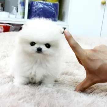 Pomeranian bez Pp