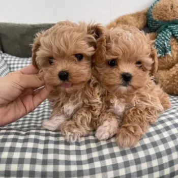 Maltipoo štěňátka