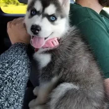 Štěňátka sibiřský husky