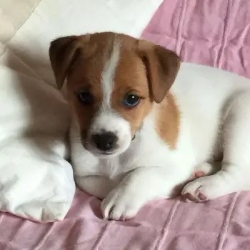 Štěňata JRT s PP