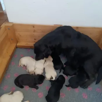 Labradorský retriever s PP