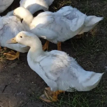 Kachna pekingská